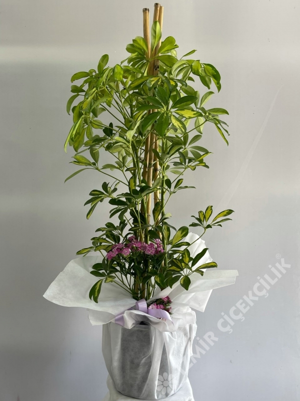 3 Dallı Şeflera (Schefflera)