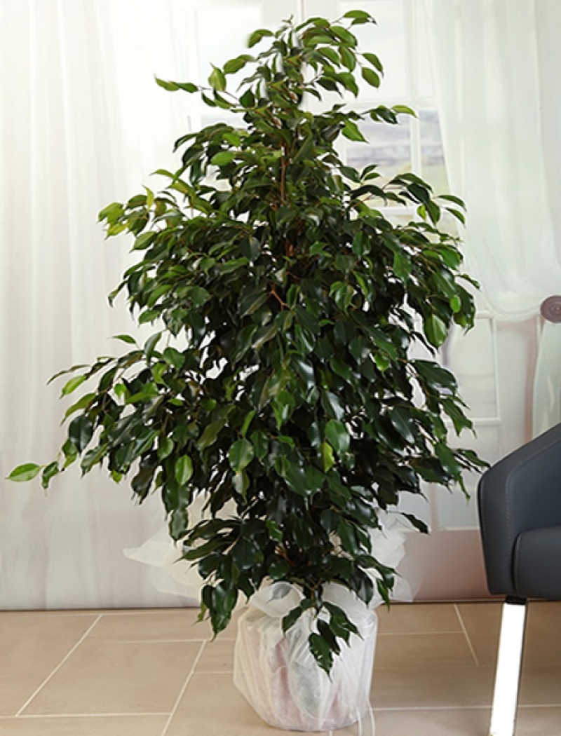 Benjamin Saksı Çiçeği