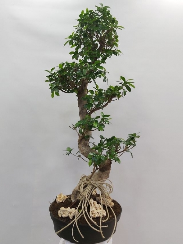Ficus Bonsai Ginseng Saksı Çiçeği