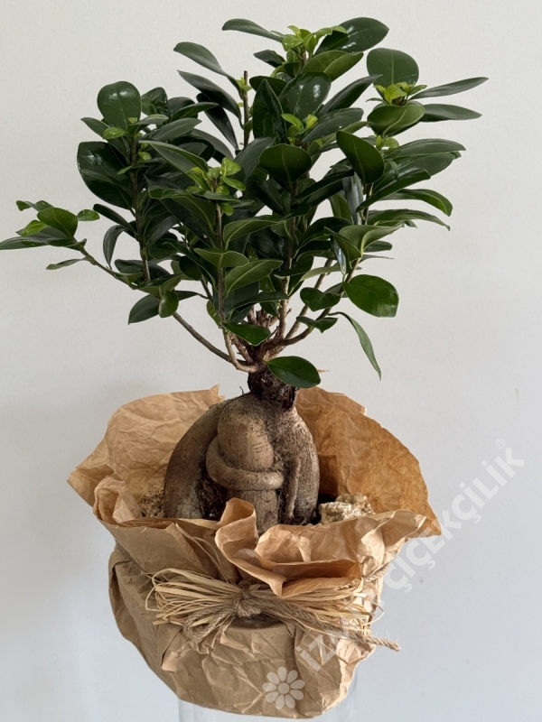 Ficus Bonsai Saksı Çiçekleri