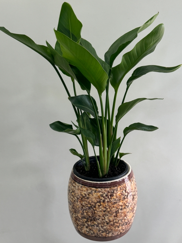 Dekoratif Saksıda Starliçe