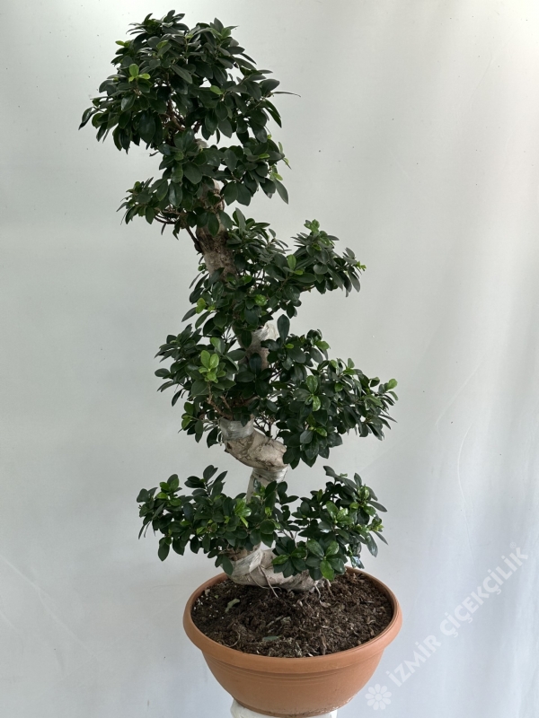 Dekoratif Ficus Bonsai Saksı Çiçeği