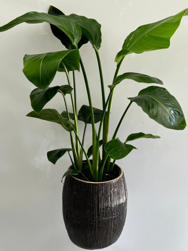 Dekoratif Saksıda Starliçe ( Strelitzia Nicolai )