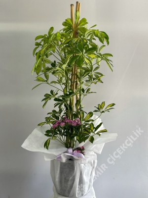 3 Dallı Şeflera (Schefflera)