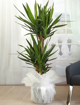 3 Gövdeli Yuka ( Yucca ) Saksı Çiçeği
