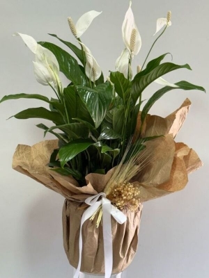 Barış Çiçeği ( Spatifilyum ) 80 cm