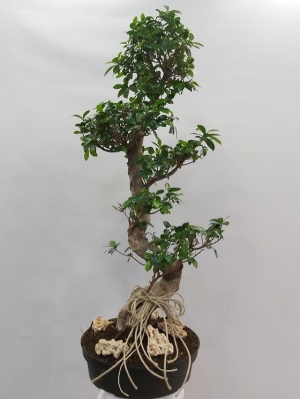 Ficus Bonsai Ginseng Saksı Çiçeği