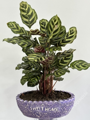 Dekoratif Saksıda Calathea Saksı Çiçeği