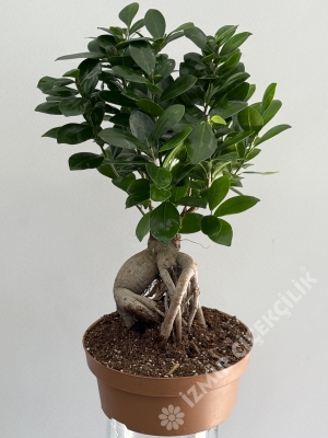 Ficus Bonsai Saksı Çiçekleri