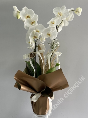 2 Dallı Beyaz Orkide Kahverengi Ambalajda