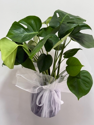 Saksıda Deve Tabanı ( Monstera ) 65 cm