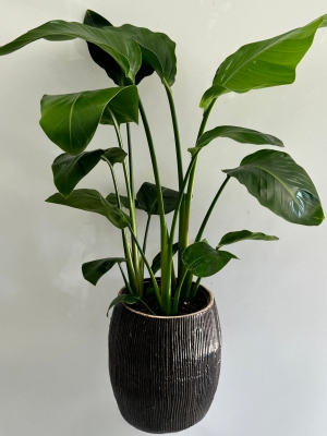 Dekoratif Saksıda Starliçe ( Strelitzia Nicolai )