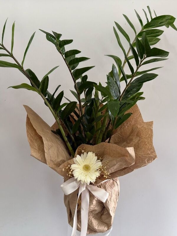 Zamia ( Zamioculcas ) 70 cm